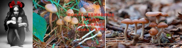 ПСИЛОЦИБИНОВЫЕ ГРИБЫ Беломорск
